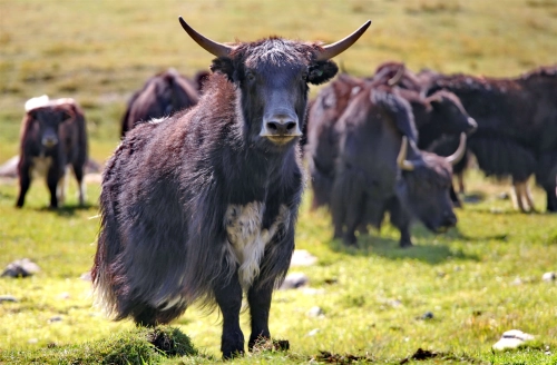 Көпүрө-Базар: органический аймак у истоков Таласа