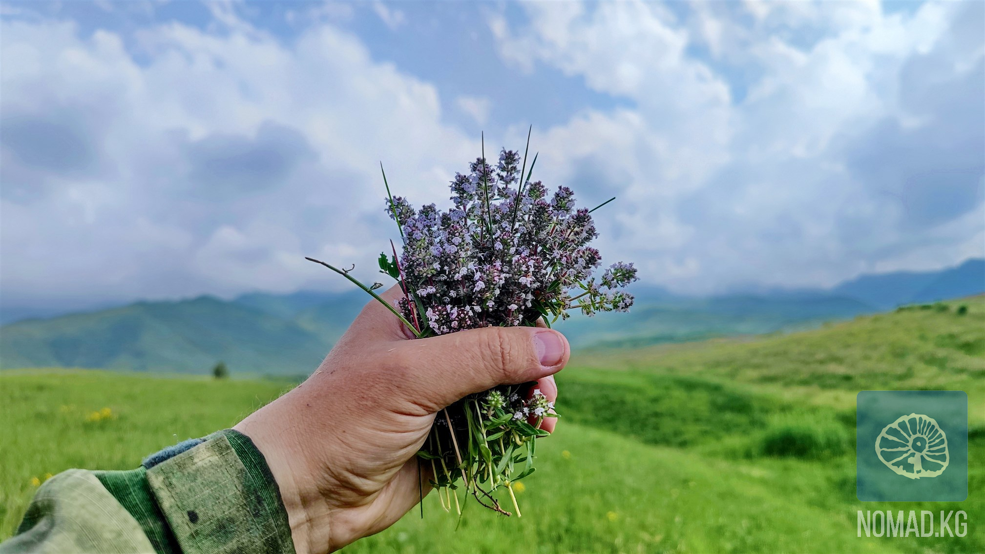 Көк-чай: фитотур в предгорьях Кыргызского хребта