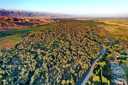 Таласский лес: живое сокровище древней долины.