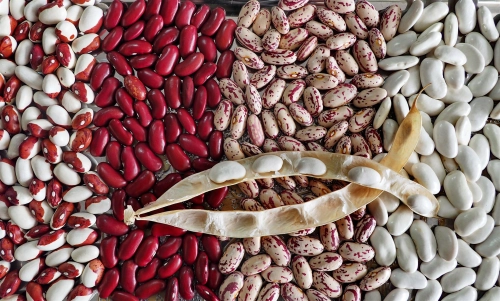 Белое золото Таласской долины