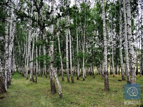 Березовая роща Көпүрө-Базара: где шумит река и светятся берёзы